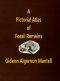 [Gutenberg 64434] • A Pictorial Atlas of Fossil Remains, consisting of coloured illustrations selected from Parkinson's "Organic remains of a former world," and Artis's "Antediluvian phytology."